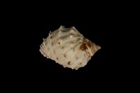 藏品(金絲岩螺)的圖片